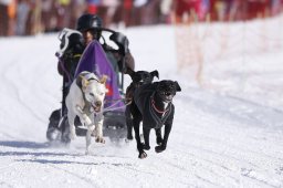 Lenk 2013